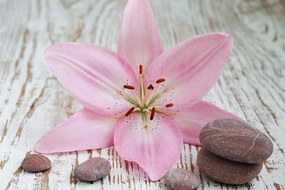 Carta da parati autoadesiva – Giglio rosa e pietre Zen