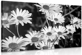 Stampa su tela – Margherite in giardino in bianco e nero