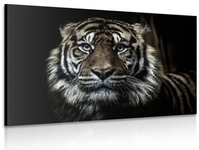 Stampa su tela – Tigre