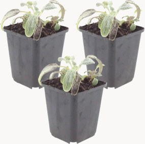 Set di 3 piante vere Lamb's Ear Stachys Byzantina Silver Carpet