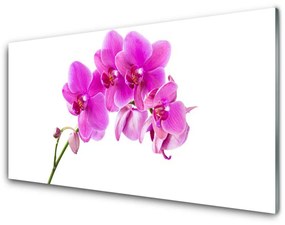 Pannello rivestimento parete cucina Orchidea Fiore di orchidea 100x50 cm