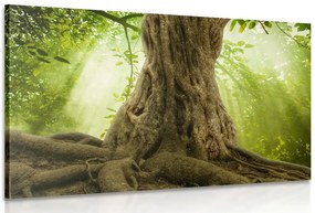 Quadro su tela – Radice dell'albero