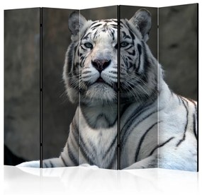 Paravento design Tigre Bengala Zoo II (5 parti) - composizione felino selvatico