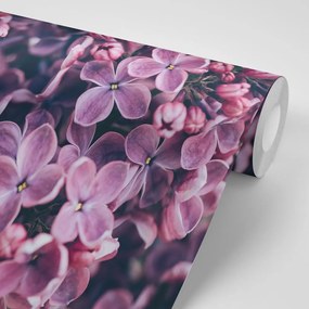 Carta da parati – Fiori di lillà viola