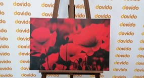 Quadro su tela – Campo di papaveri selvatici