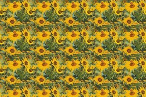 Carta da parati – Girasoli in natura selvaggia