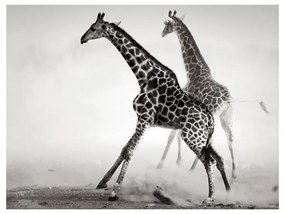 Fotomurale Giraffe