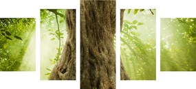 Quadri 5 pezzi – Radice dell'albero