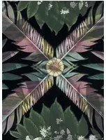 Christian Lacroix Carta da parati Feather Park - Jais