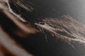 Stampa su tela – Cavallo maestoso