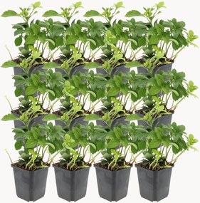 Set di 12 piante vere Pachysandra Terminalis