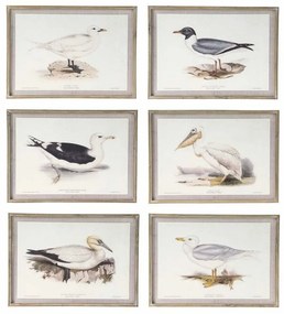 Quadro DKD Home Decor Uccelli (70 x 2,5 x 50 cm) (6 Unità)