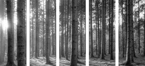Quadri 5 pezzi – Mattina nella foresta in bianco e nero
