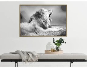 Poster Yawning Lion