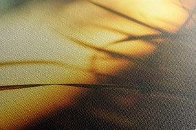 Stampa su tela – Tramonto nell'erba