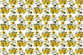 Carta da parati – Girasoli su sfondo bianco