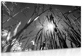 Quadro su tela – Erba di campo in bianco e nero