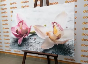 Stampa su tela – Due fiori colorati di orchidea