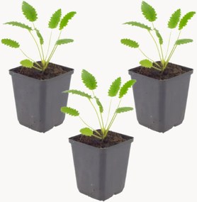 Set di 3 piante vere Great Burnet Sanguisorba officinalis Tanna