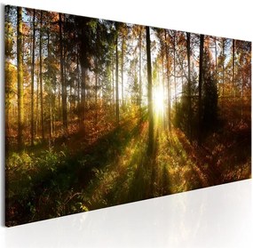 Quadro Beautiful Forest  Colore Arancione, Dimensioni e Misure 135x45