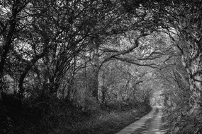 Stampa su tela – Foresta in bianco e nero