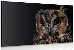Quadro su tela – Gufo