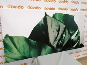 Quadro su tela – Foglia di monstera