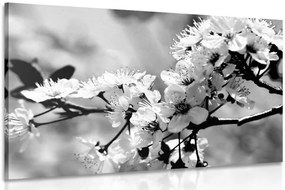 Stampa su tela – Fiore di ciliegio in bianco e nero