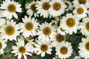 Carta da parati – Fiori curativi di camomilla
