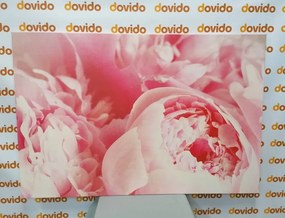 Stampa su tela – Petali di fiore