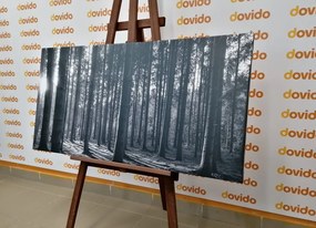 Quadro su tela – Mattina nella foresta in bianco e nero