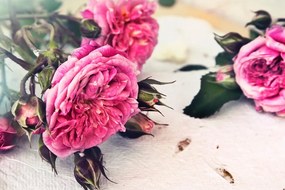 Quadro su tela – Rose in fiore