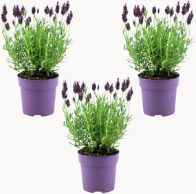 Set di 3 piante vere Lavanda francese Lavandula stoechas Anouk