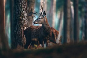 Stampa su tela – Cervo nella foresta di pini