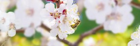 Stampa su tela – Fiori dell'albero in primavera