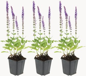 Set di 3 piante vere Salvia nemorosa Ostfriesland