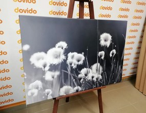 Quadro su tela – Erba di cotone in bianco e nero