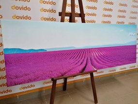 Stampa su tela – Campo di lavanda infinito