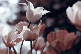 Stampa su tela – Tulipani primaverili nel parco