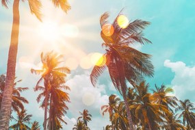 Carta da parati – Raggi del sole tra le palme