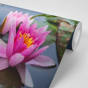 Carta da parati – Fiore di loto rosa