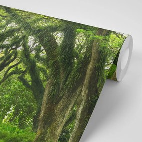 Fotomurale – Sentiero avvolto dagli alberi