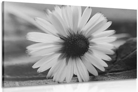 Stampa su tela – Margherita stupenda in bianco e nero