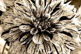 Carta da parati – Dalia esotica in seppia