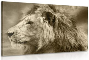 Stampa su tela – Leone africano in seppia