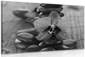 Stampa su tela – Orchidea e pietre Zen in bianco e nero