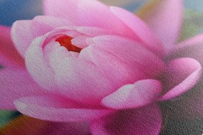 Quadro su tela – Splendido fiore rosa sul lago