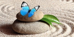 Quadro su tela – Farfalla blu su pietra Zen