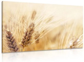 Quadro su tela – Campo di grano