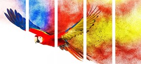 Quadri 5 pezzi – Volo di pappagallo